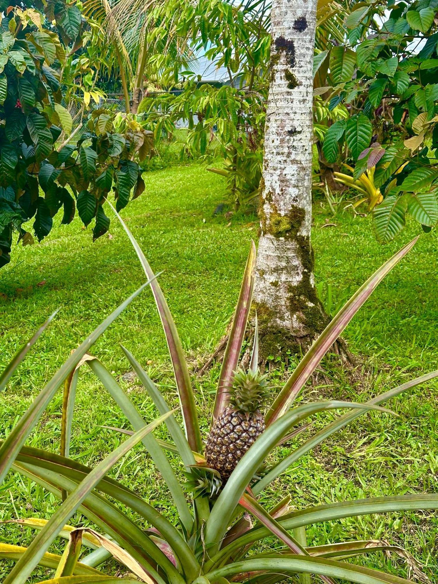 Big Island Getaway Apartment Pahoa Exterior photo